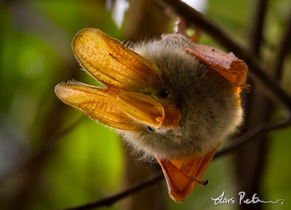 Yellow-winged Bat